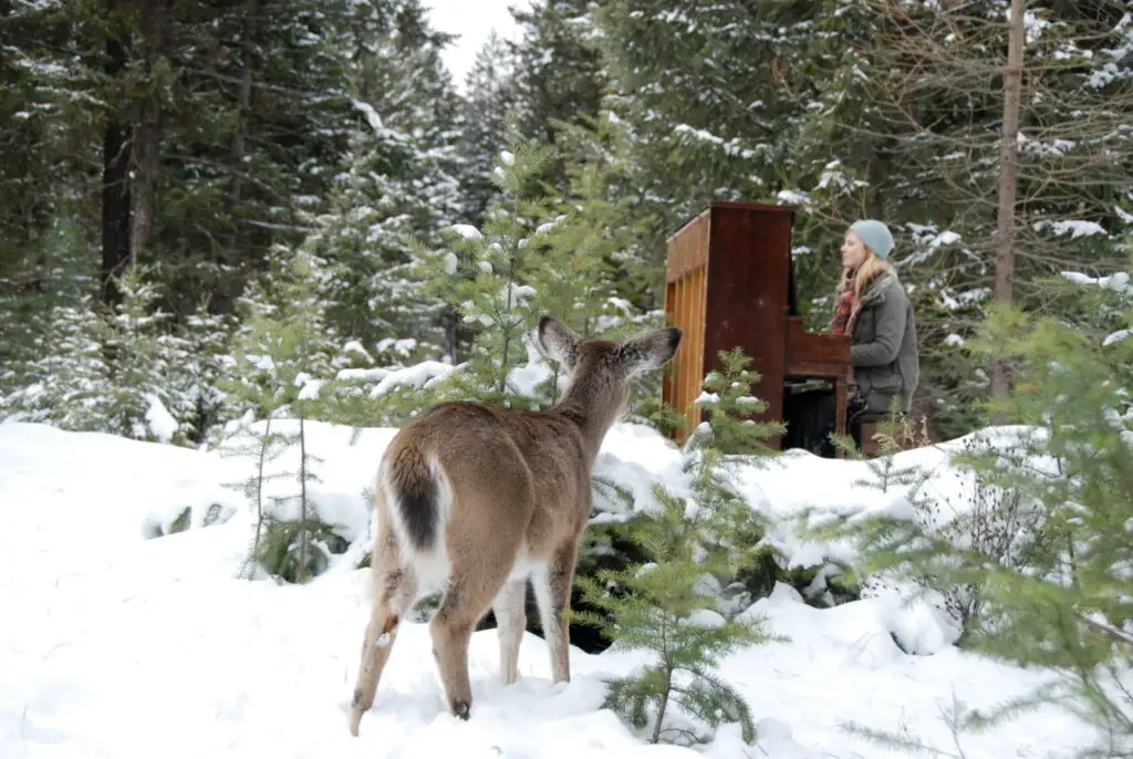 Candid shot of a wild deer listening to music: origin of the name The Video Whisperer